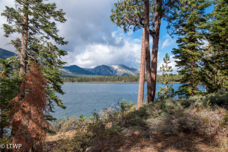 A scenic view of a mountain lake framed by pine trees under a partly cloudy sky.