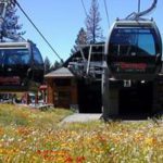 Two gondolas are parked in a field of flowers.